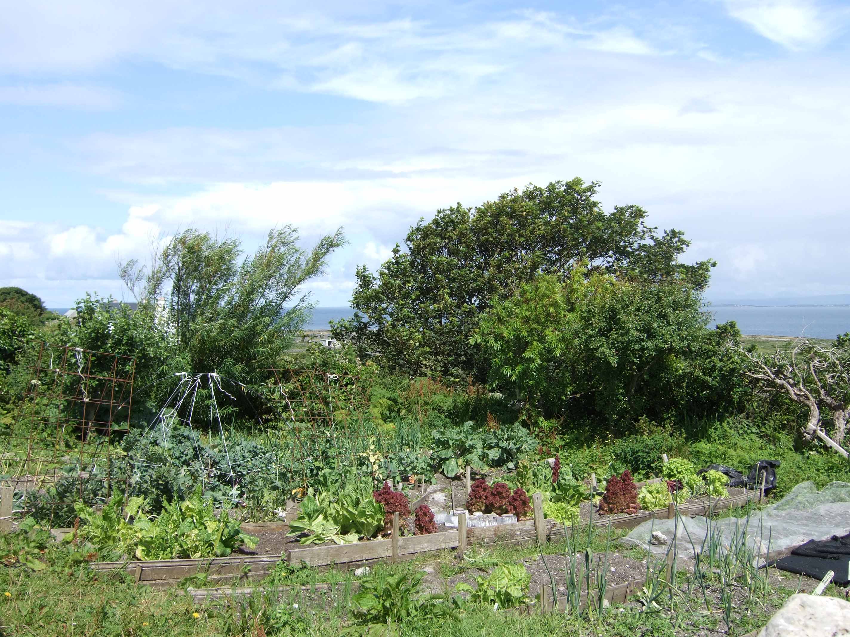 our house garden